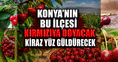 Konya’nın bu ilçesi kırmızıya doyacak: Kiraz yüz güldürecek