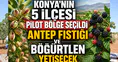 Konya'nın 5 ilçesi pilot bölge seçildi: Antep Fıstığı ve Böğürtlen yetişecek