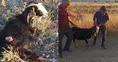 Konya'da sokak köpekleri sürüden ayrılan keçiye saldırdı