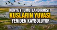 Konya'yı umutlandırmıştı: Kuşların yuvası yeniden kayboluyor