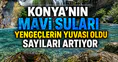 Konya’nın Mavi suları yengeçlerin yuvası oldu: Sayıları artıyor