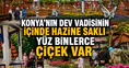 Konya'nın dev vadisinin içinde hazine saklı: Yüz binlerce çiçek var