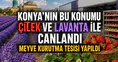 Konya'nın yeşil ilçesi çilek ve lavanta ile canlandı: Üretime büyük destek