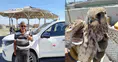 Konya'da kanadından yaralanan kızıl şahin, duyarlı çiftçinin dikkatiyle kurtuldu