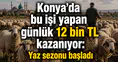 Konya'da bu işi yapan günlük 12 bin TL kazanıyor: Yaz sezonu başladı