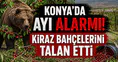 Konya’da ayı alarmı! Kiraz bahçelerini talan etti
