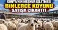 Konya'nın meşhur işletmesi binlerce koyunu satışa çıkarttı