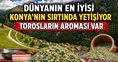 Dünyanın en iyisi Konya'nın sırtında yetişiyor: Torosların aroması var