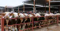 Konya'da canlı ticaretin merkezi ikinci bir duyuruya kadar kapatıldı