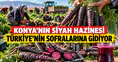 Konya'nın siyah hazinesi Türkiye'nin sofralarına gidiyor