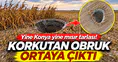 Yine Konya yine mısır tarlası! Korkutan obruk ortaya çıktı
