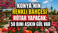 Konya'nın renkli bahçesi rötar yapacak: Binlerce gül hazırlanıyor