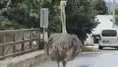 Firari devekuşu: Şehir trafiğinde ortalığı birbirine kattı