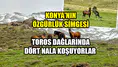 Konya'nın özgürlük simgesi: Toros Dağlarında dört nala koşuyorlar