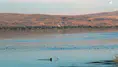 Konya'nın meşhur gölü için kritik adım: Sulama faaliyetleri yasaklandı