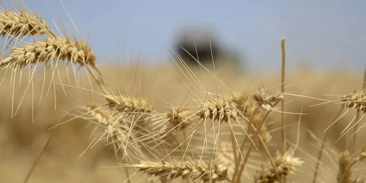 Konyalı çiftçiler buğdayları biçiyor. Bakın bu niçin yapılıyor?