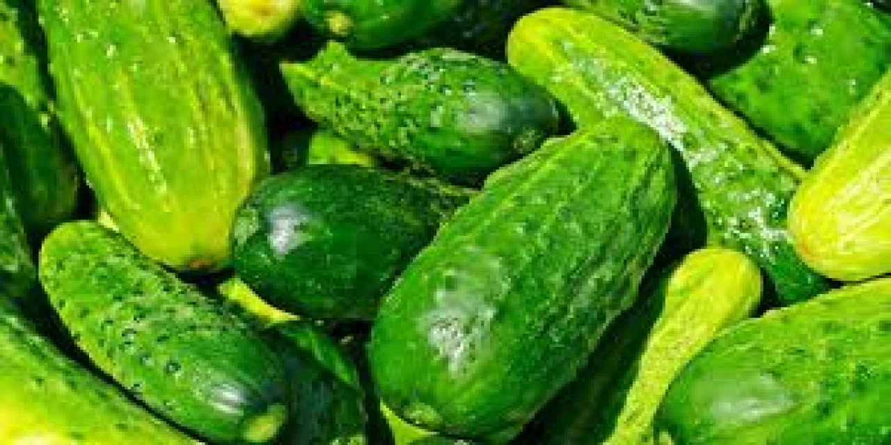 Salatalık kabuklarının vücuda sağladığı 10 fayda; Bakın onlarla neler yapılabiliyor