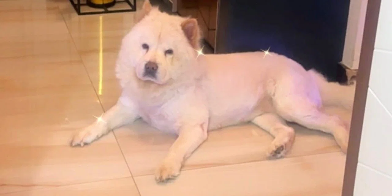 Hayvan sevmeyen, insan sevemez dedi, köpek tarafından ısırıldı