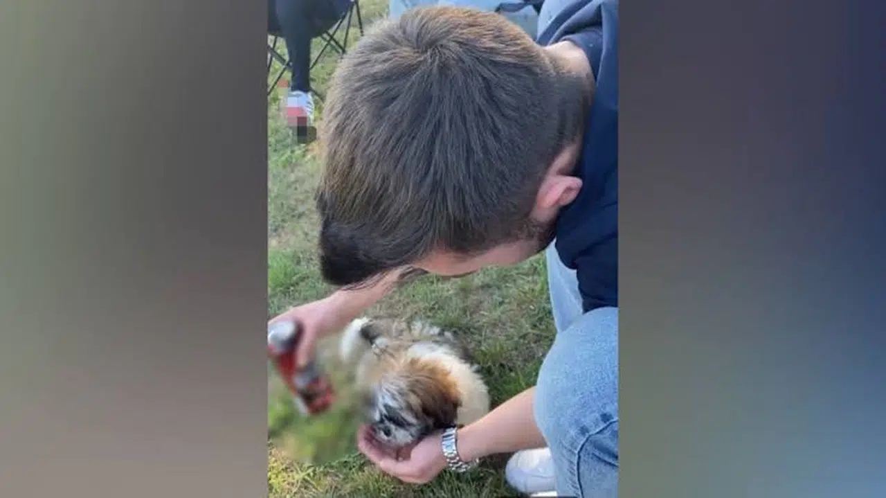 Bu kadarına da pes: Köpeğe alkol içirerek o anları sosyal medya hesabından paylaştı
