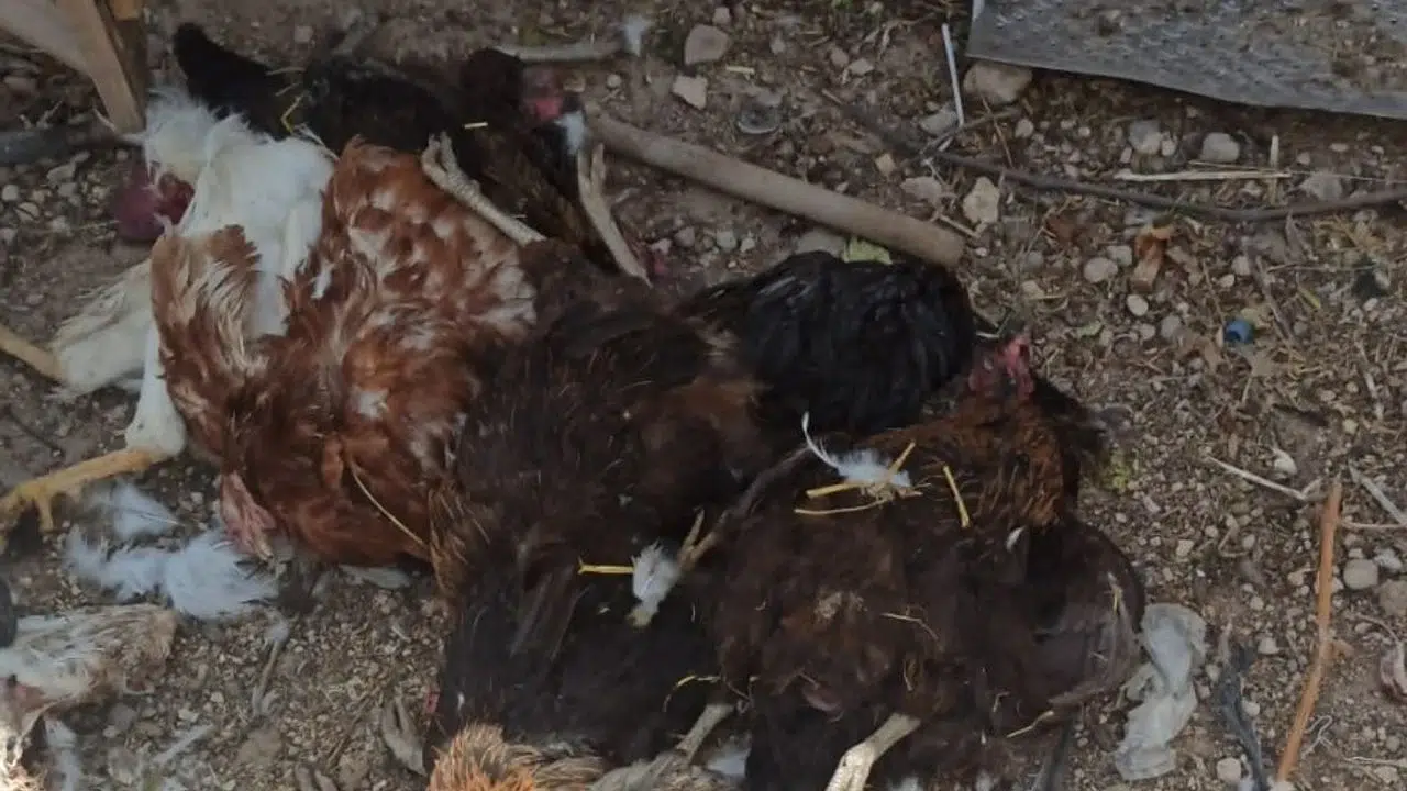 Sokak köpekleri 31 tavuğu telef etti