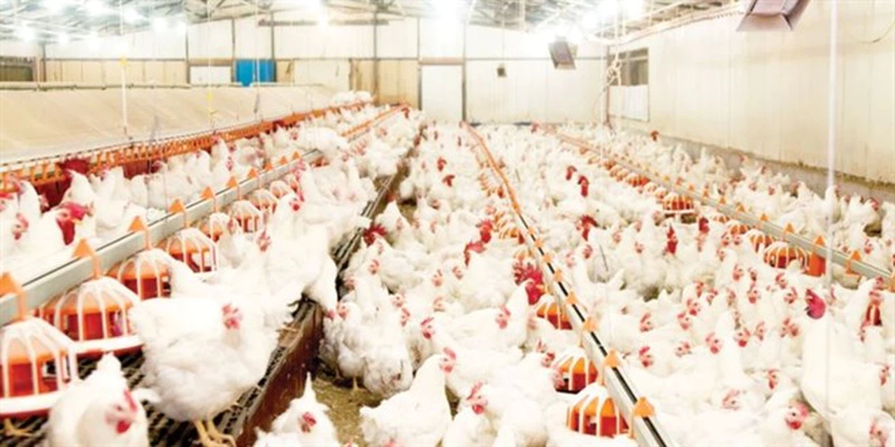 Tavuk eti fiyatları nasıl düşecek? Zamlar cep yakıyor