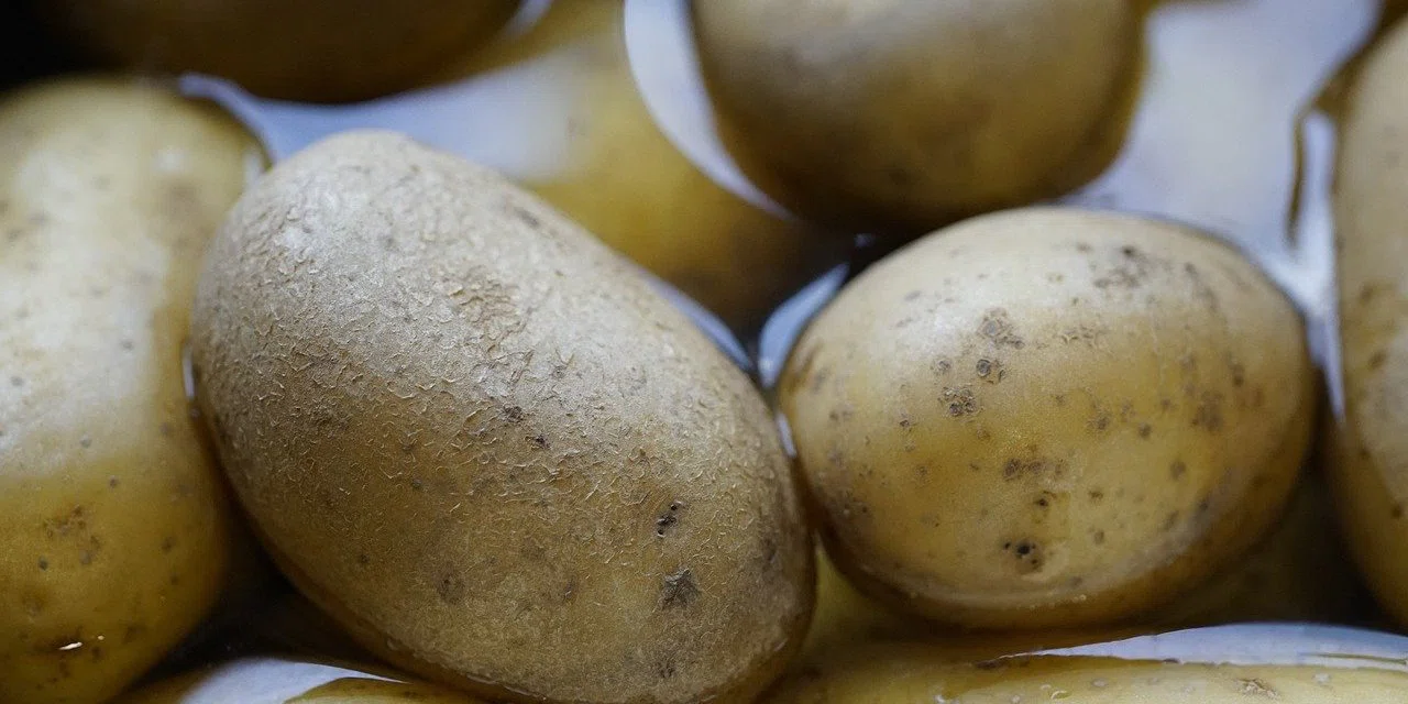 Tek bir patates dahi filizlenmeyecek! Patatesi uzun süre saklamanın yöntemleri