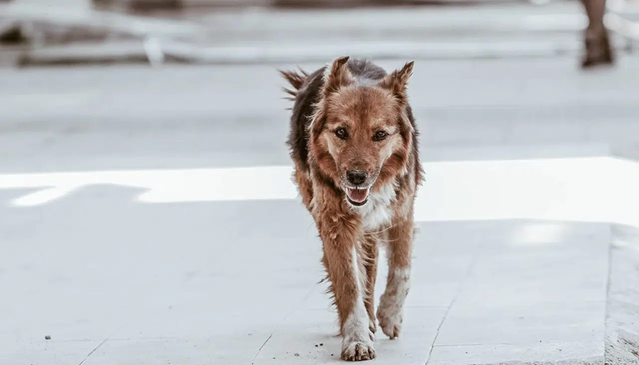 Başıboş köpekler 8 yaşındaki çocuğa saldırdı
