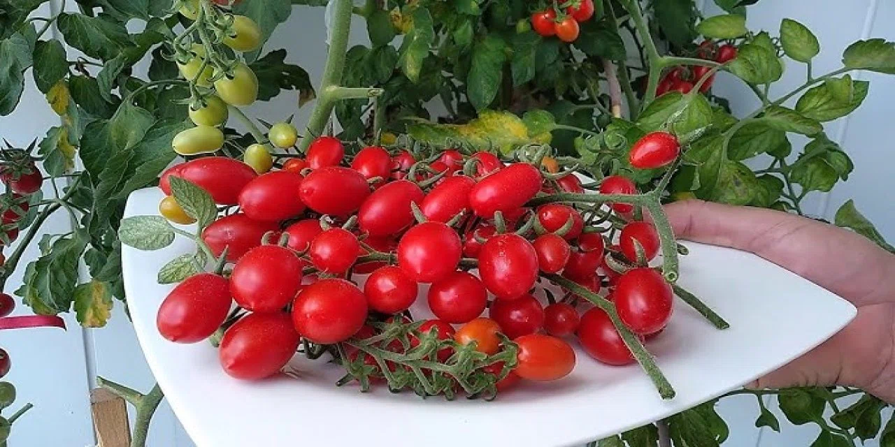Domates nasıl saklanır? Domatesi saklamanın yolları... Küflenmiyor ve asla çürümüyor