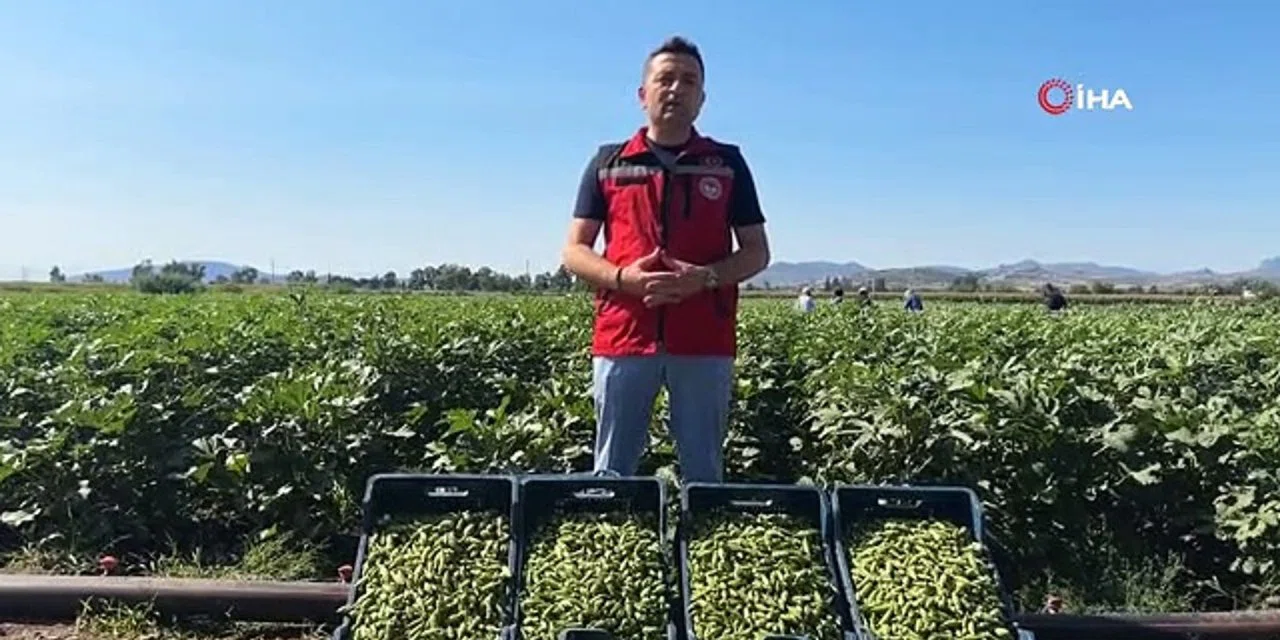 Konya'da hasat zamanı özenle toplanıyor. Kurusu çok daha faydalı ve lezzetli oluyormuş