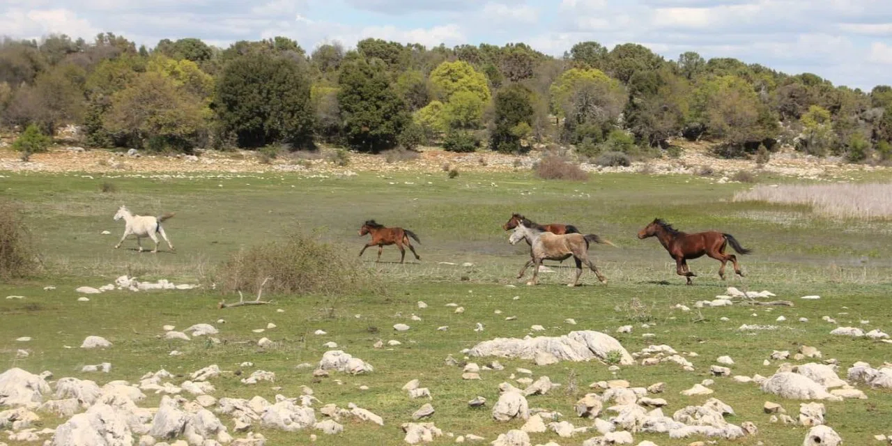 Havalar ısındı Konya da taylar boy gösterdi