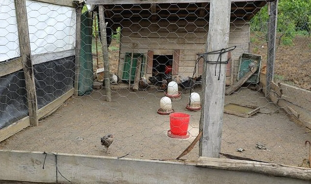 Başıboş köpekler, 60’dan fazla tavuk ve ördek yavrusunu telef etti