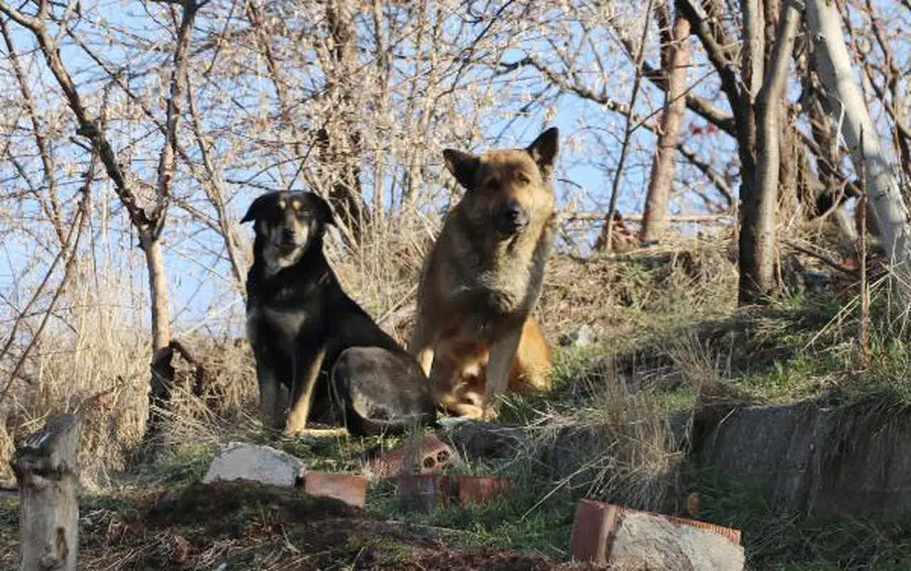 Konya'nın merkezinde başıboş köpek terörü
