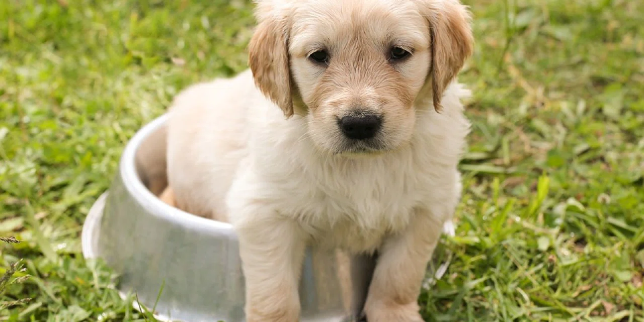 Köpekler nasıl eğitilir? Evde köpek besleyen herkesin bilmesi gereken 10 şey