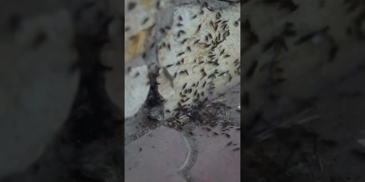 Evdeki karıncalar için en etkili ve pratik çözüm. Evin içerisine değil yanına bile yaklaşamıyorlar