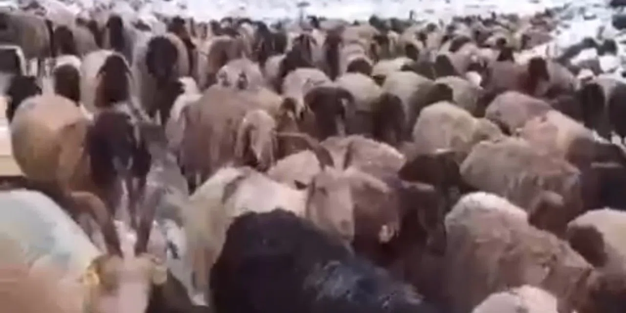 Koyun sürüsü ve güller kar altında kaldı