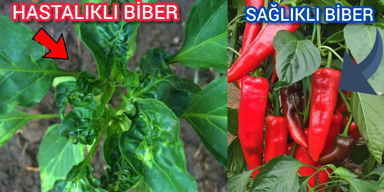 Biber seçerken nelere dikkat etmek gerekir? İşte kaliteli biber seçmenin 5 yolu