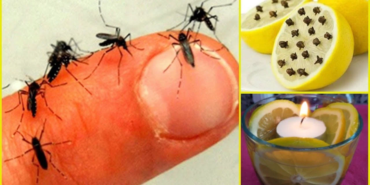 Sivrisineklere karşı en etkili çözüm. Onları evinizden uzak tutmaya yarayan doğal karışım
