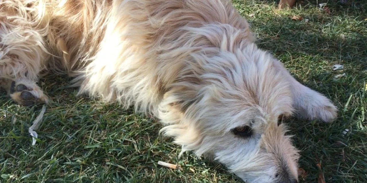Köpeğiniz sizden bir şey istiyor olabilir. Köpeklerin hasta olduğunu gösteren 10 işaret