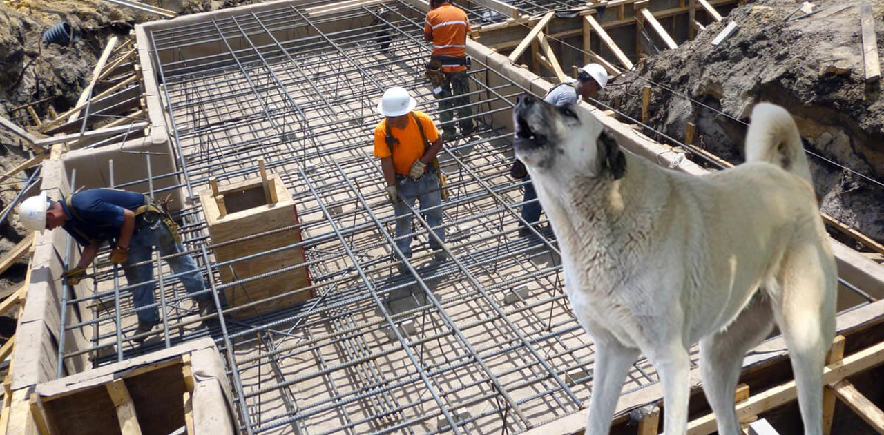Konya'daki muhtar inşaatta yargı dağıttı! O köpeği bağlayın