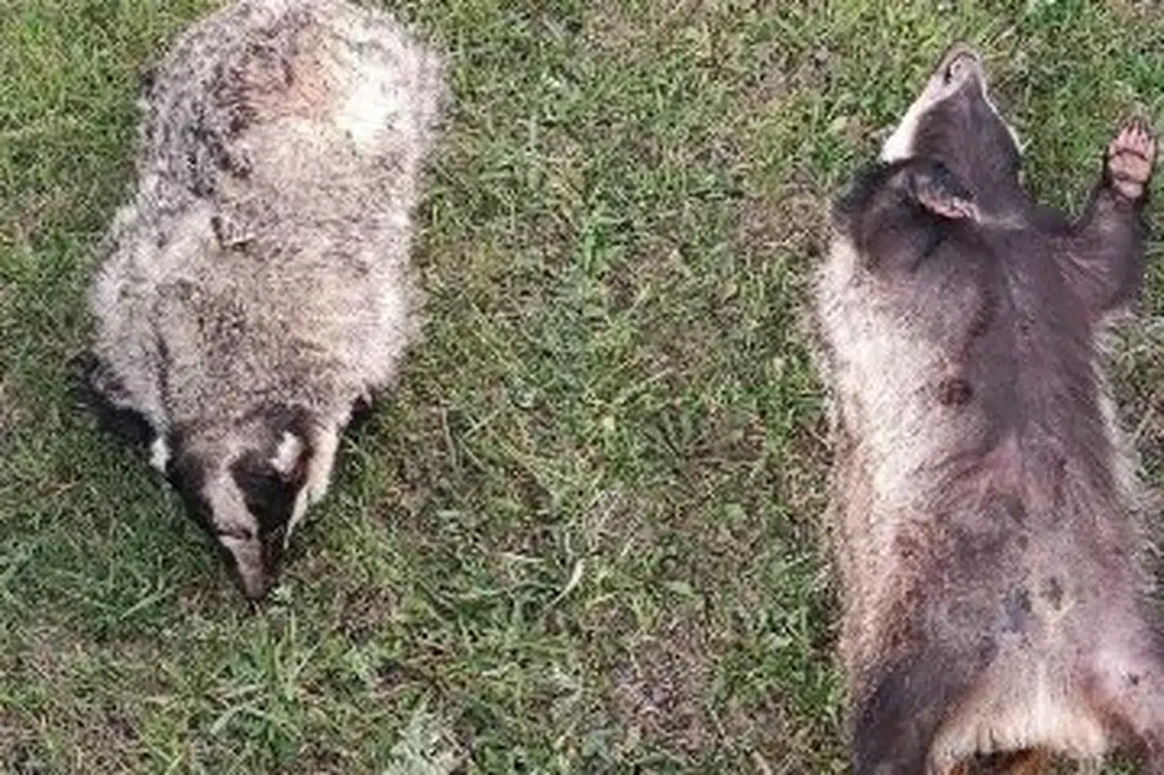 Yine ülkemizde yaşandı. Porsuğa araba çarptı