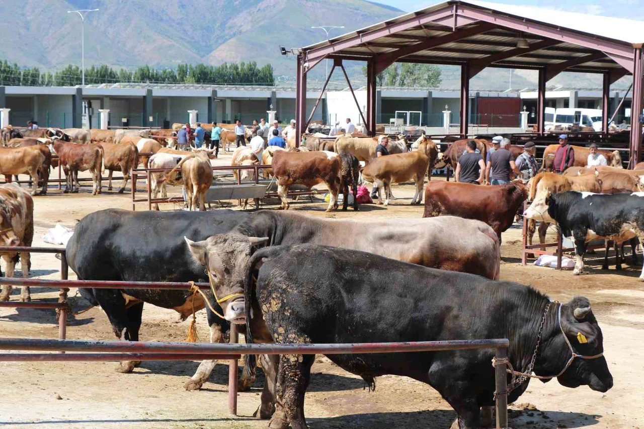 Kurbanda bir hisse kasap maliyetine mi gidiyor? Bıçak parası cep yakıyor