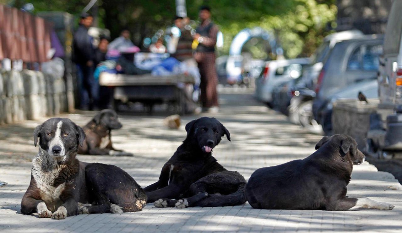 Konya'da sokak köpeği dehşeti. 3 yaşındaki çocuk hayatını kaybetti