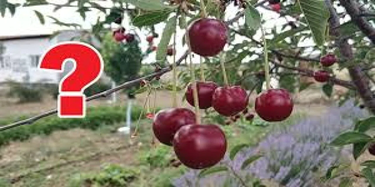 Vişne ağaçları hakkında çok şaşıracağınız 10 bilgi! Bakın vişne ağaçlarıyla ilgili gerçekler neler