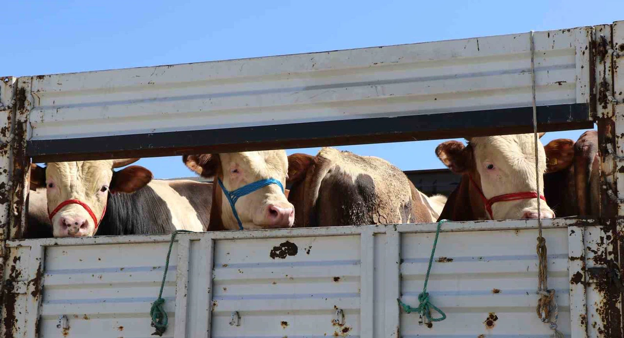 Bayramda 3 milyon 350 bin kurbanlık kesilecek