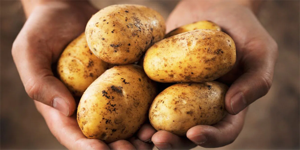 Filizlenen ve çürüyen patates derdine son! Patates nasıl saklanmalı?