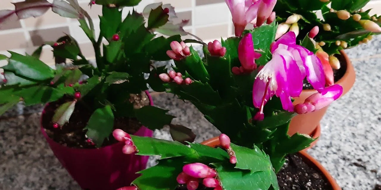 Patatesleri haşladığınız suyu lavaboya değil çiçek dibine dökerseniz bakın ne oluyor