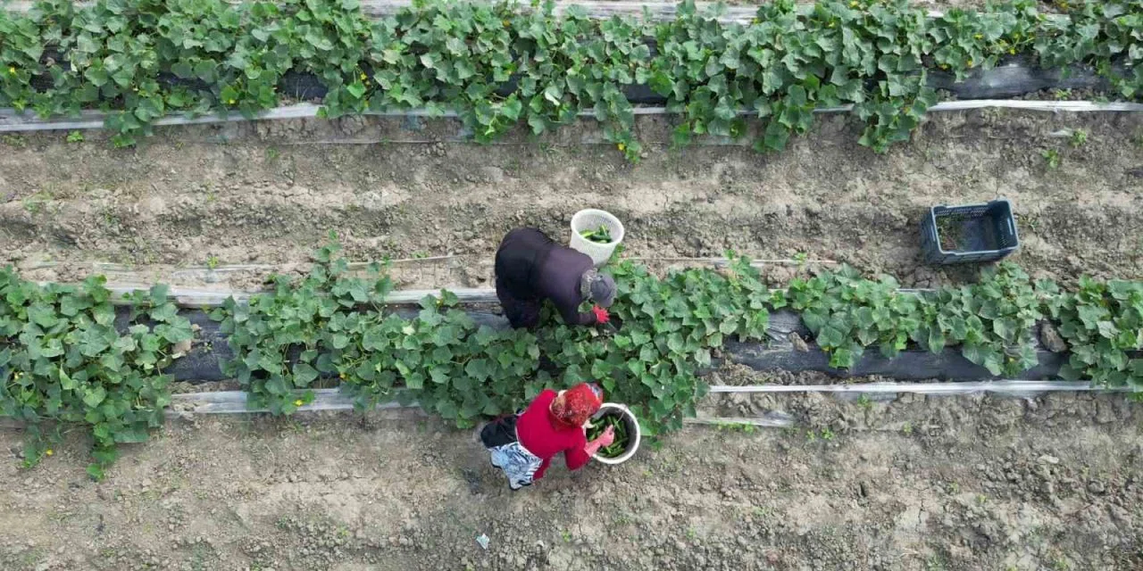 Bilecik'te hasadı başladı, yılda 3 kez ürün alınıyor: En iyi para kazandıran ürünmüş