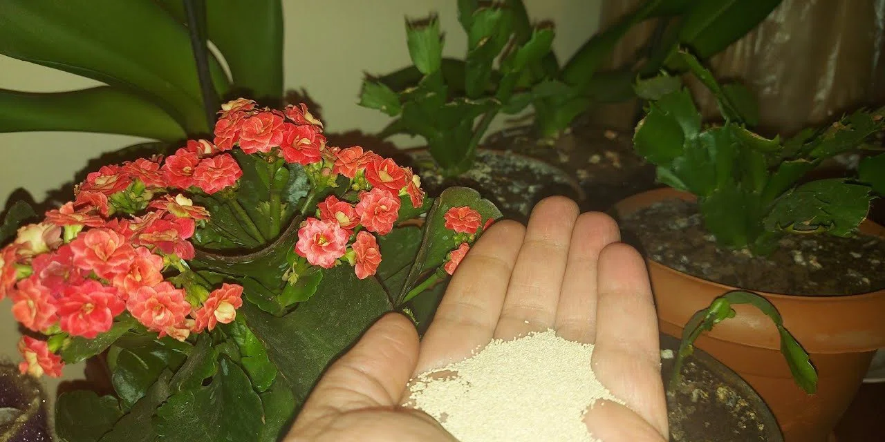 Dibine ekleyin, açmayan çiçeklerin bile açmasına fayda sağlıyor. İşte o süper etki