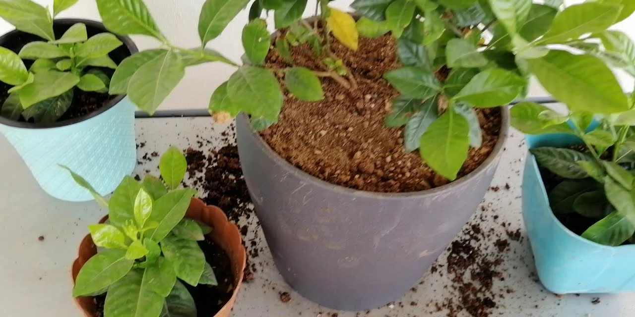 Çiçekler hangi sıklıkta sulanmalı? Çiçeğinizin hayatta kalması için 5 öneri