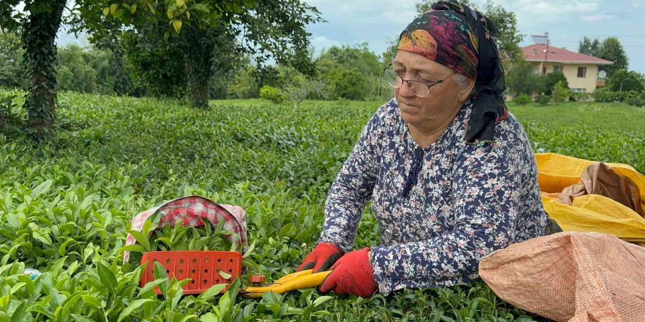 ÇAYKUR tarafından kuru çaya yüzde 22 zam yapıldı